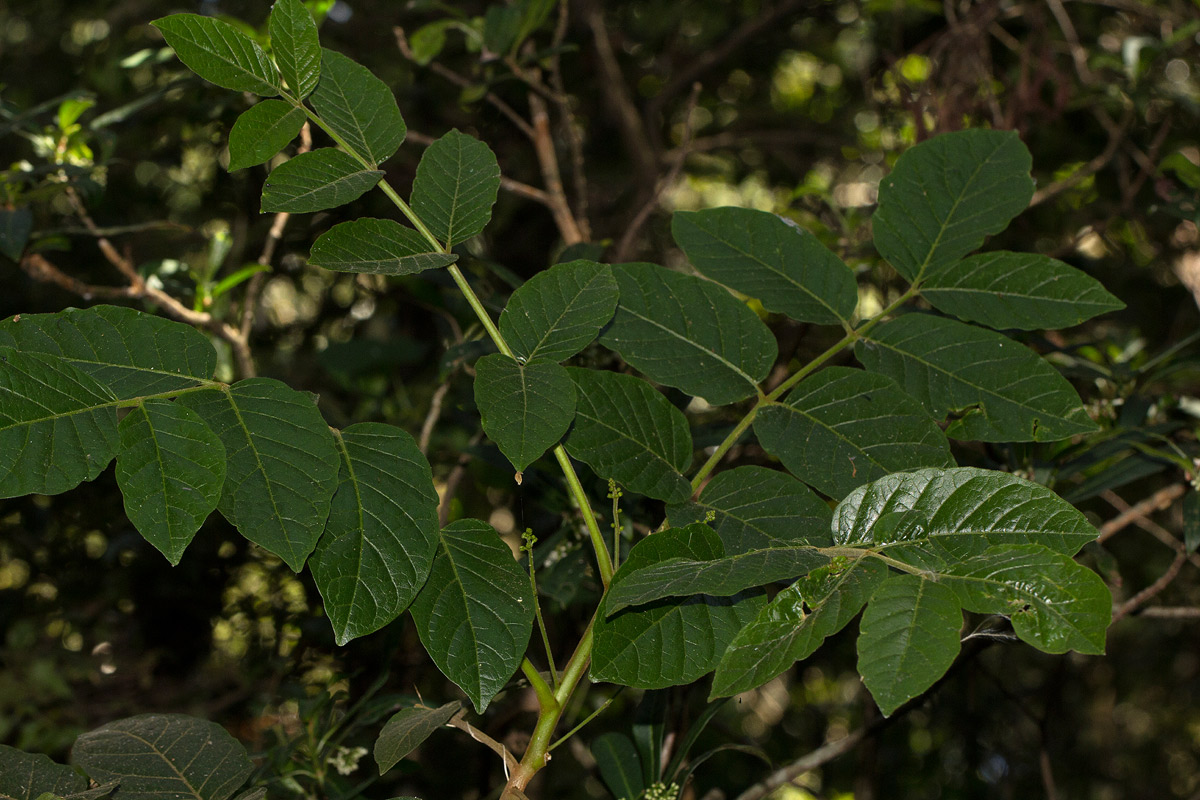 Brucea antidysenterica Brucea antidysenterica