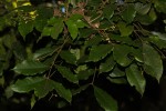 Lepidotrichilia volkensii