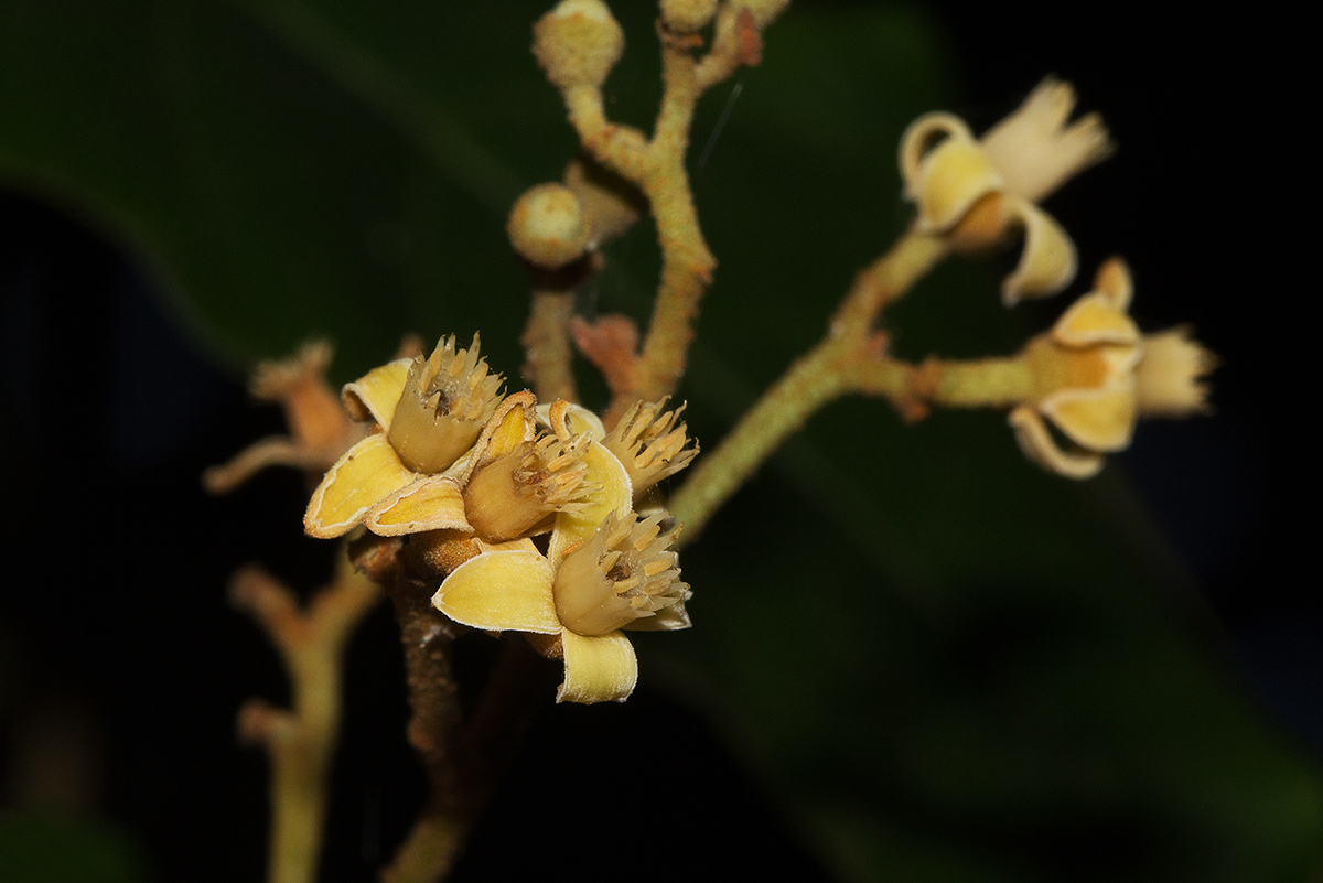 Lepidotrichilia volkensii Lepidotrichilia volkensii