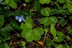 Parochetus africanus