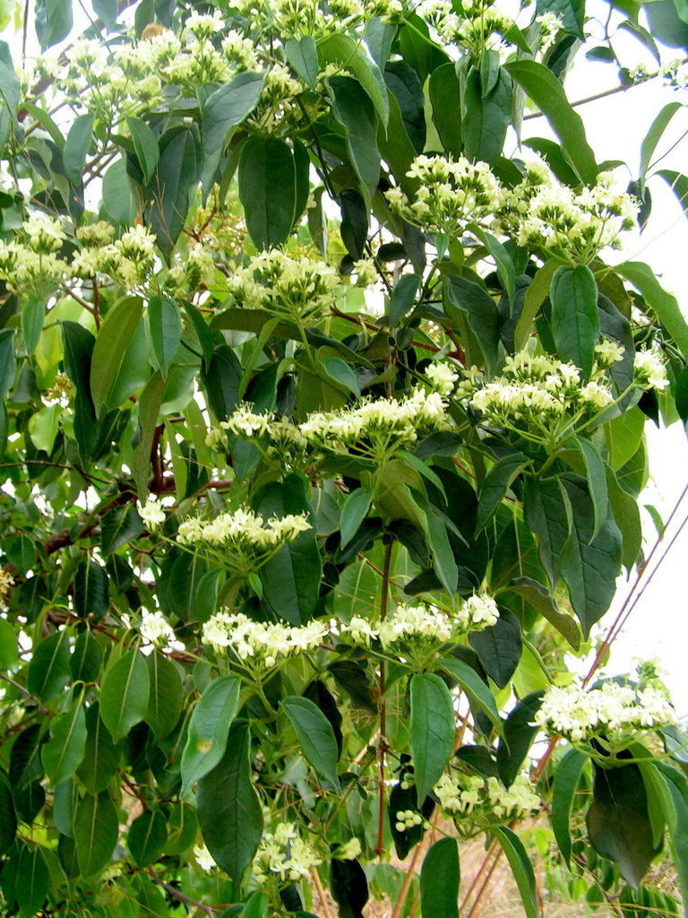 Clerodendrum formicarum Clerodendrum formicarum