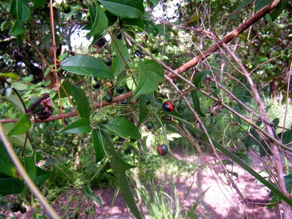 Clerodendrum formicarum Clerodendrum formicarum