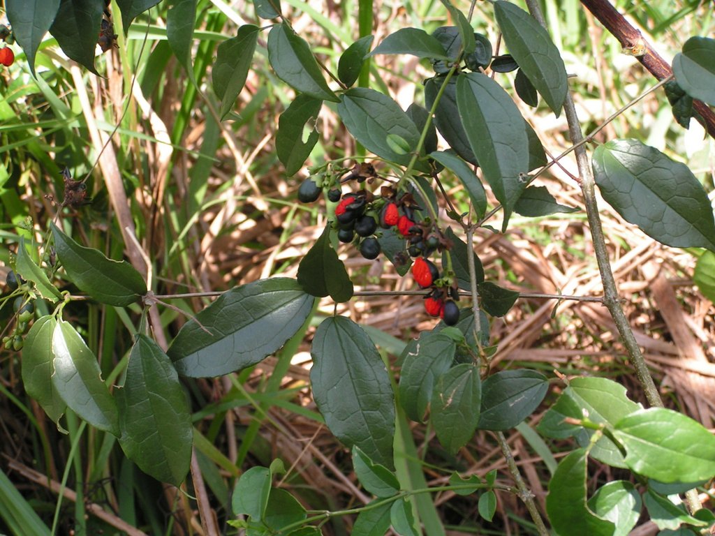 Clerodendrum formicarum Clerodendrum formicarum