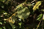 Clerodendrum johnstonii var. johnstonii