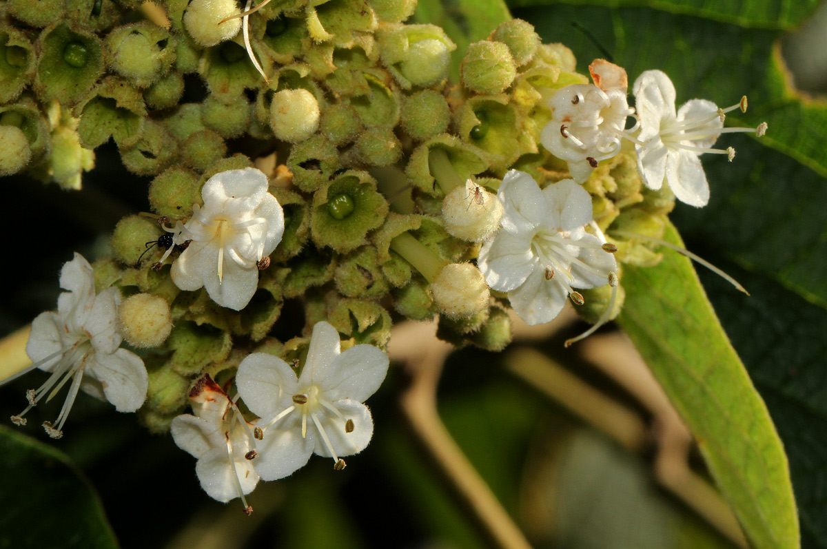 Clerodendrum johnstonii var. johnstonii