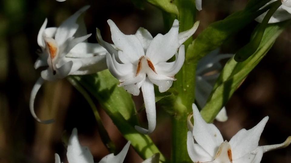 Habenaria kilimanjari
