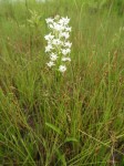 Habenaria kilimanjari