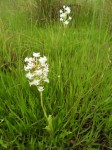 Habenaria kilimanjari