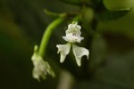 Disperis thomensis