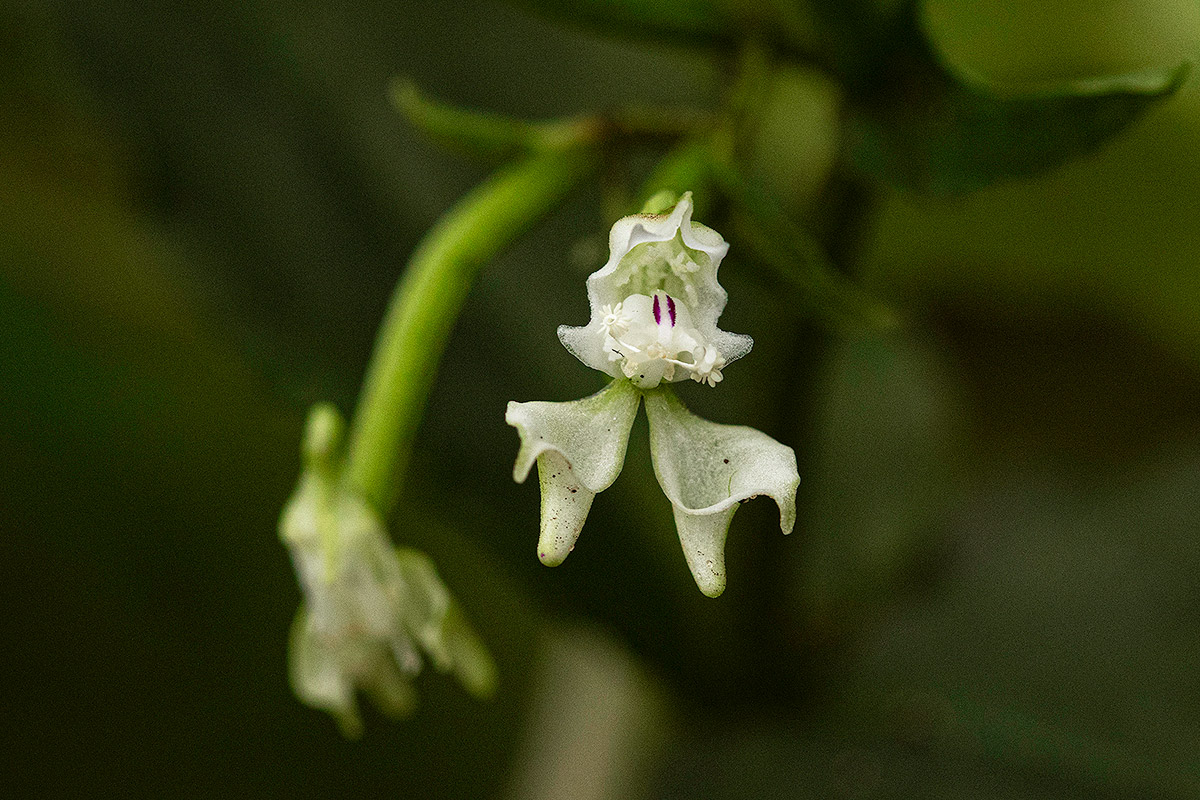 Disperis thomensis