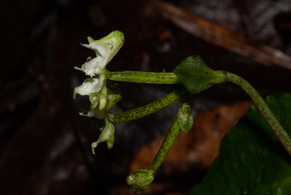 Disperis thomensis Disperis thomensis
