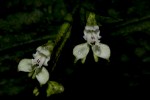 Disperis thomensis