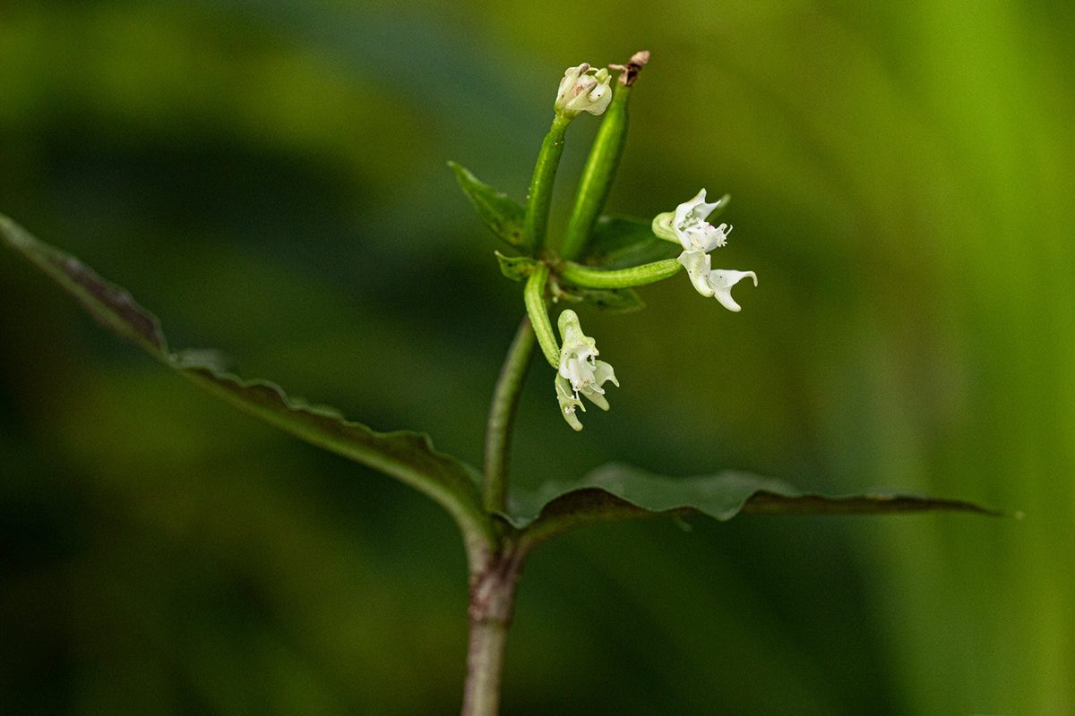 Disperis thomensis Disperis thomensis