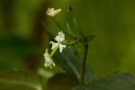 Disperis thomensis