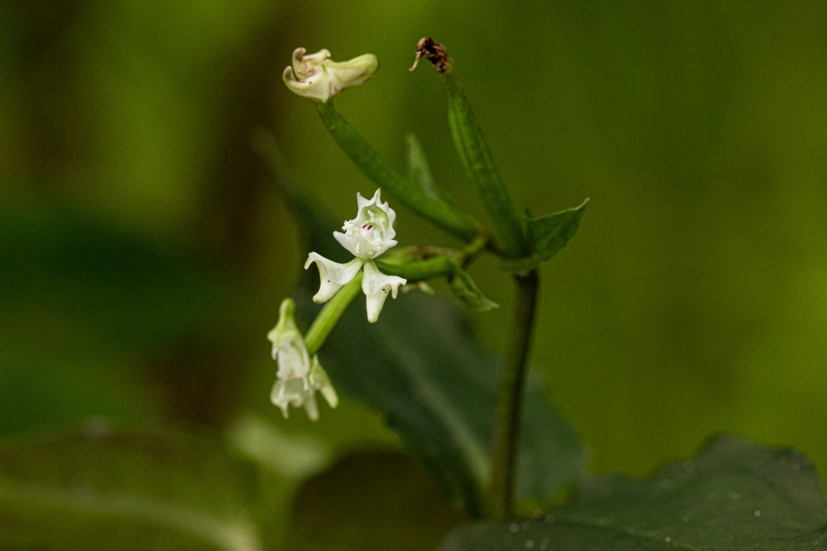 Disperis thomensis Disperis thomensis