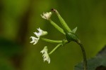 Disperis thomensis