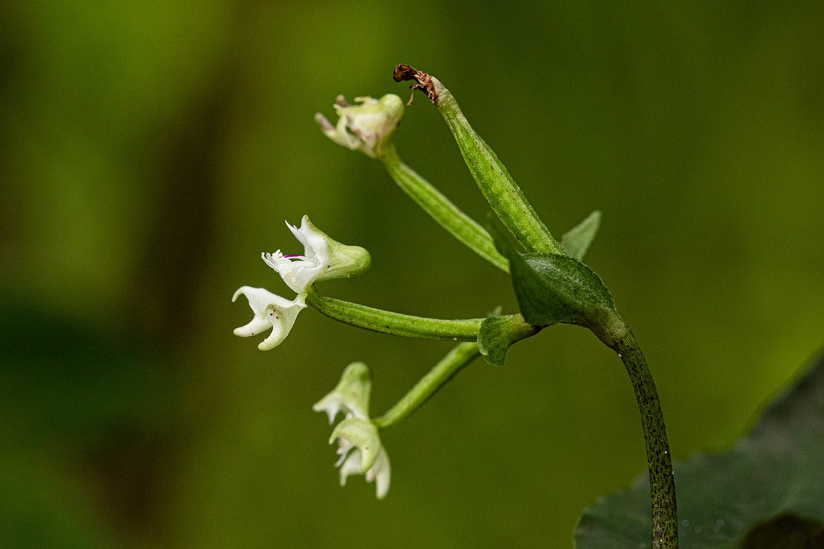 Disperis thomensis Disperis thomensis