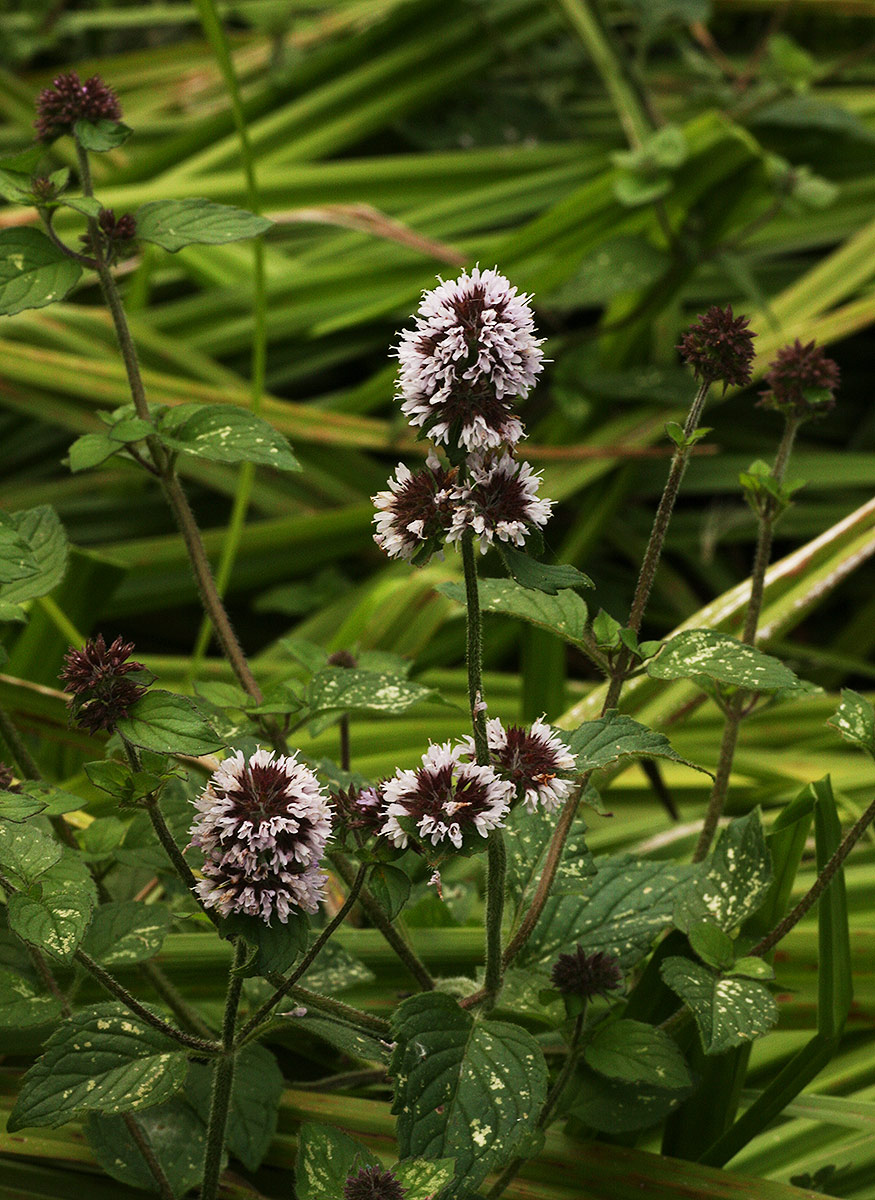 Mentha aquatica Mentha aquatica