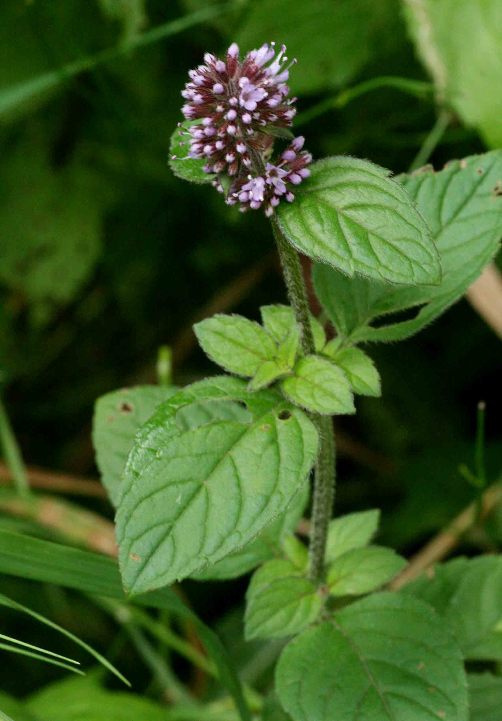 Mentha aquatica Mentha aquatica