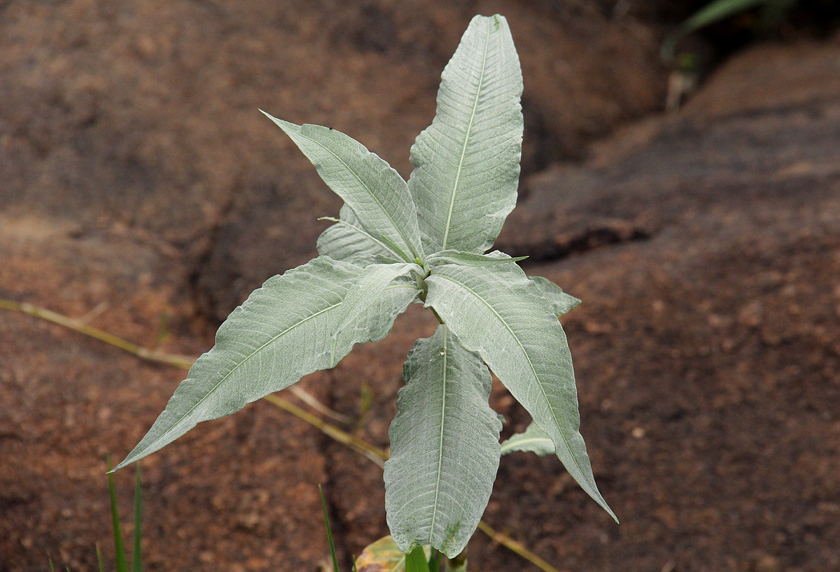 Persicaria senegalensis f. albotomentosa Persicaria senegalensis f. albotomentosa