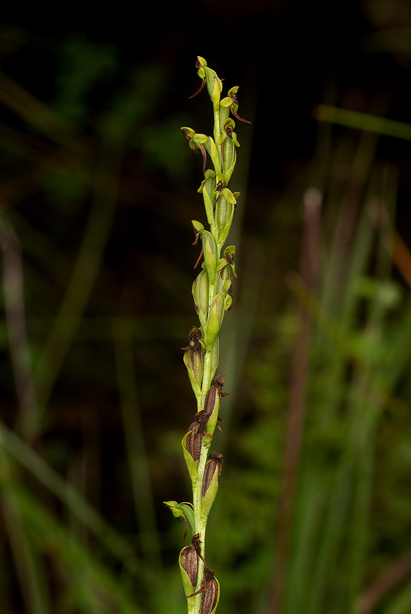 Habenaria hologlossa Habenaria hologlossa