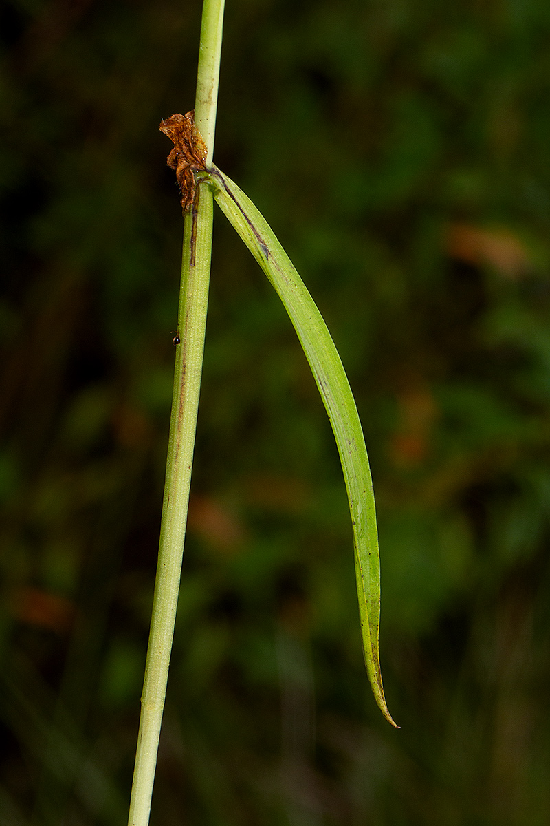 Habenaria hologlossa Habenaria hologlossa