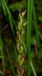 Habenaria hologlossa