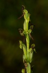 Habenaria hologlossa