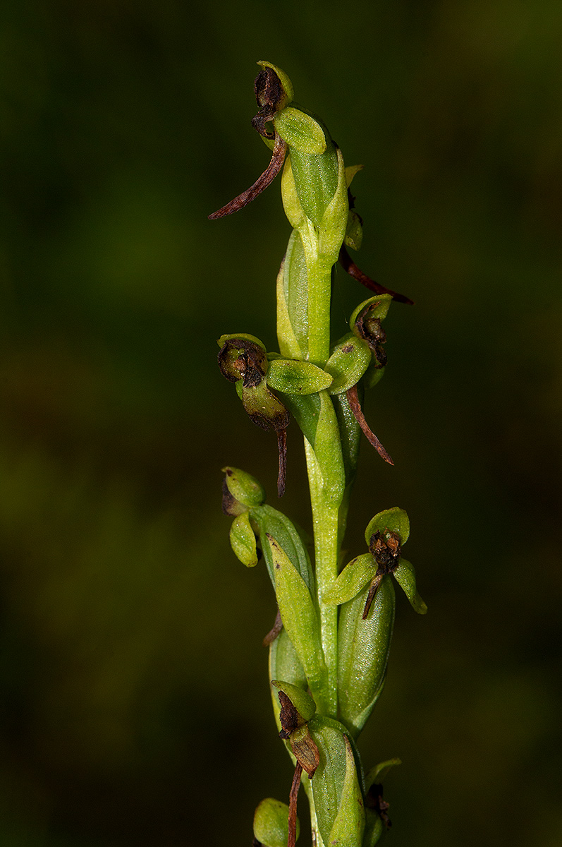 Habenaria hologlossa Habenaria hologlossa