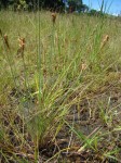 Bulbostylis congolensis