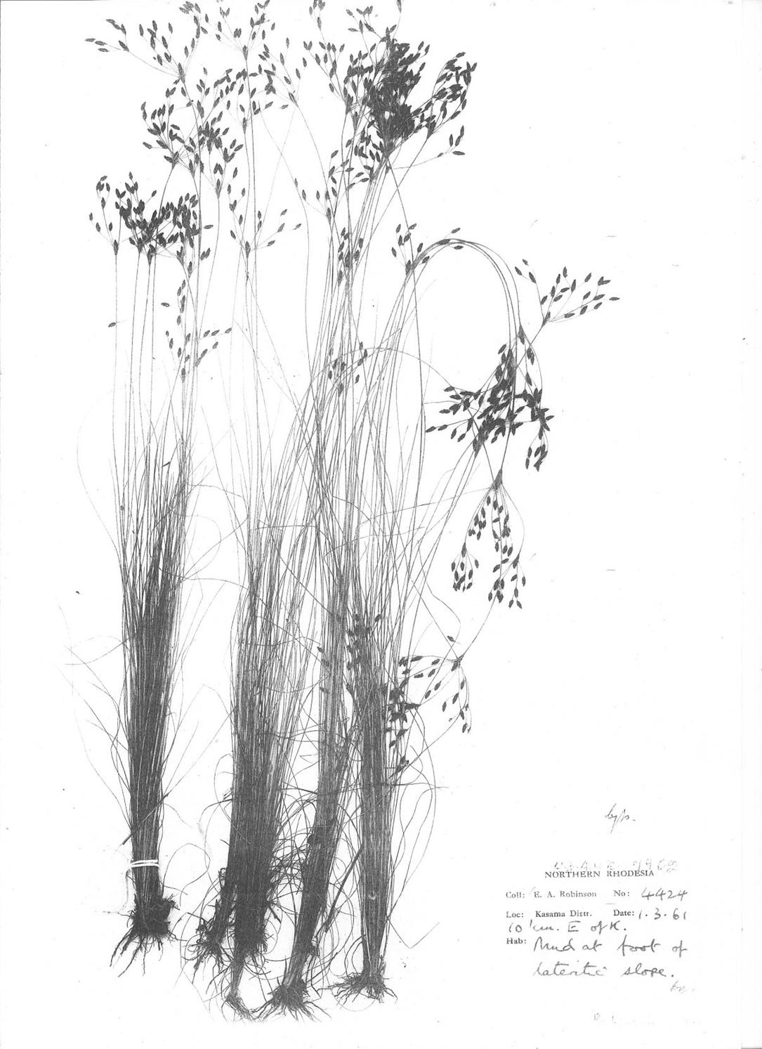 Bulbostylis congolensis Bulbostylis congolensis