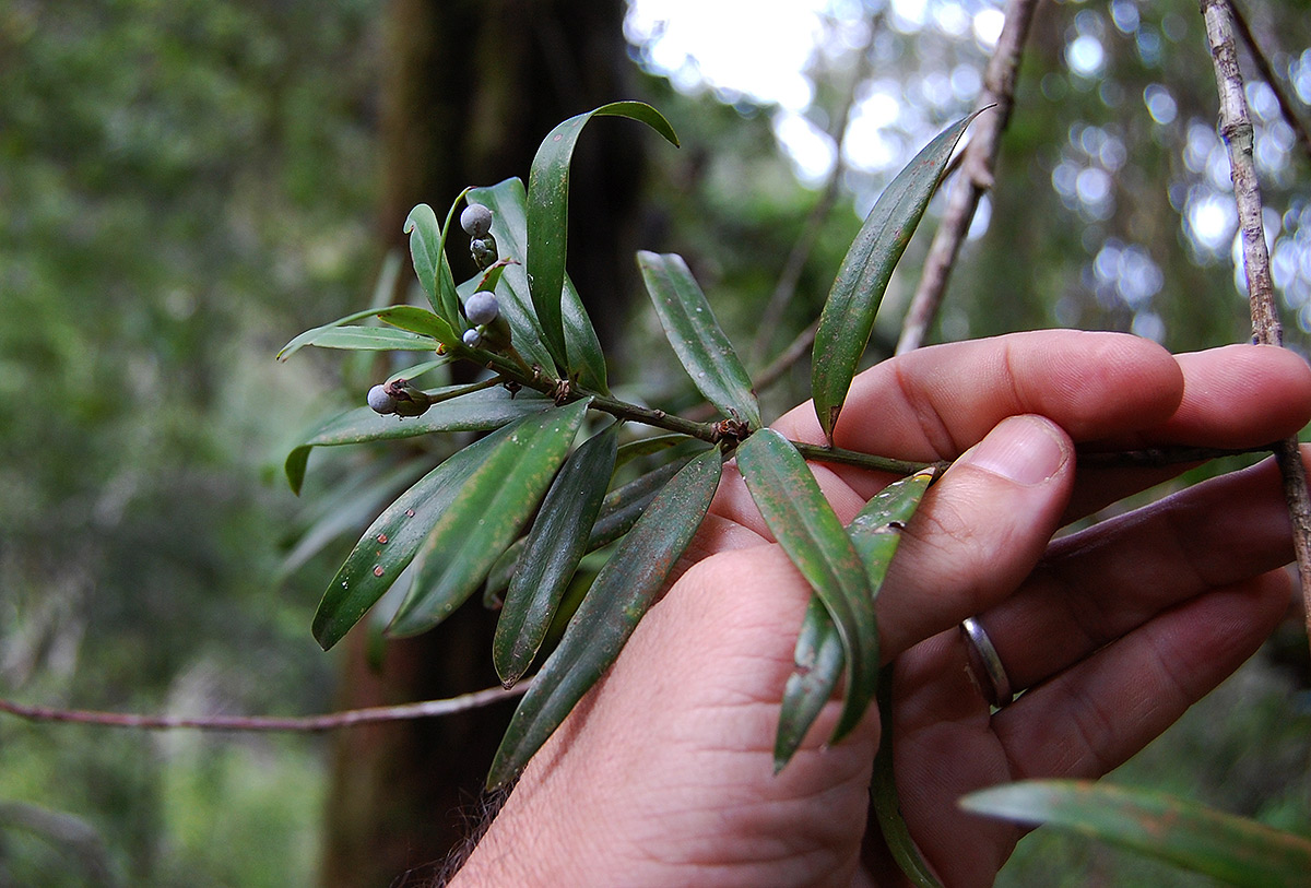 Podocarpus milanjianus Podocarpus milanjianus