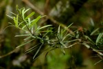 Podocarpus milanjianus