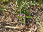 Raphionacme michelii