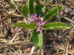Raphionacme michelii
