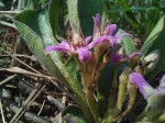 Raphionacme michelii