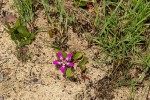 Raphionacme michelii