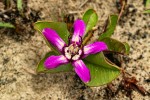 Raphionacme michelii