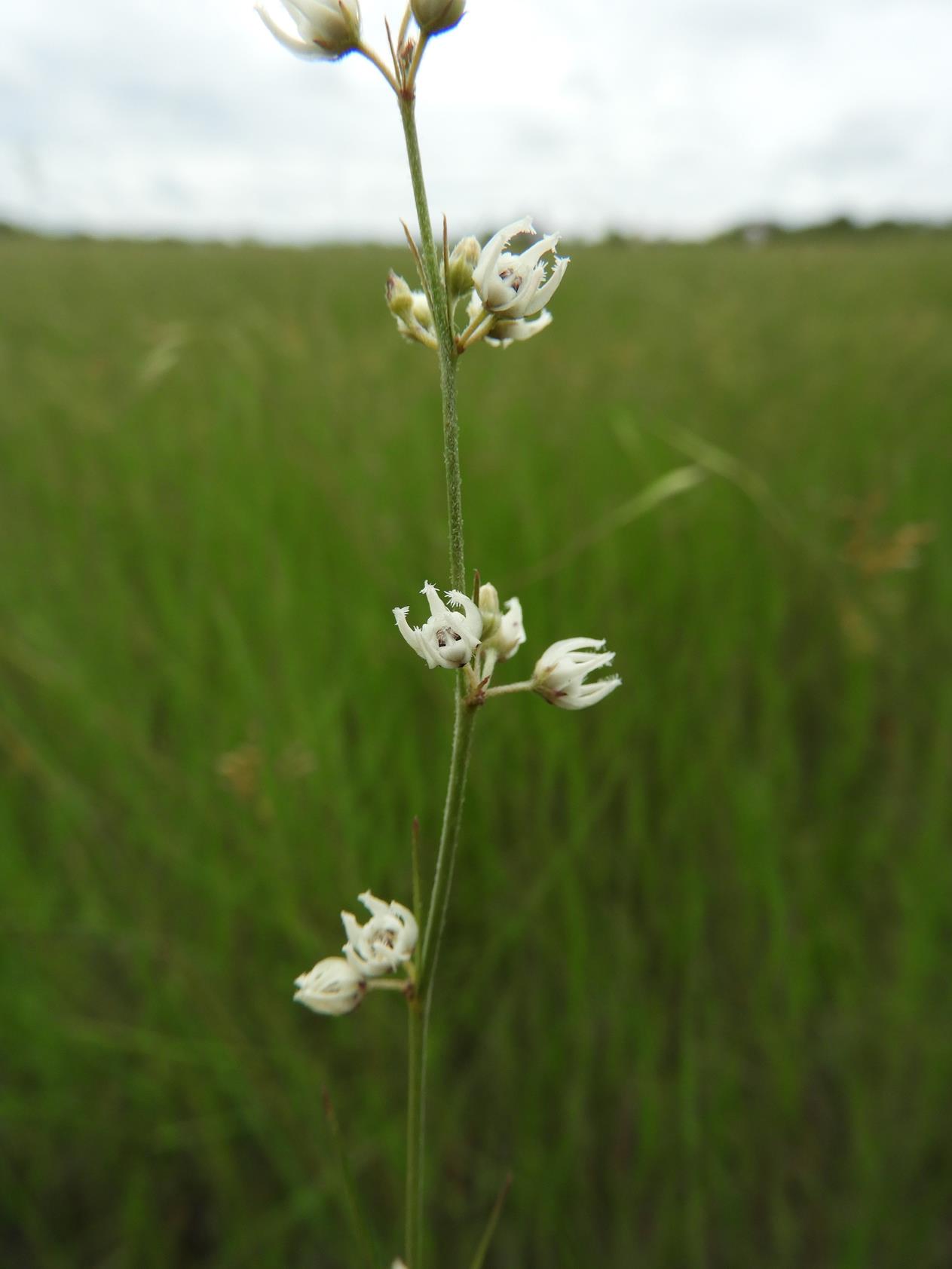 Aspidoglossum masaicum