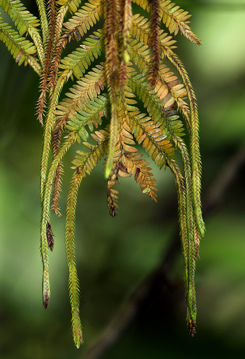 Selaginella myosurus Selaginella myosurus