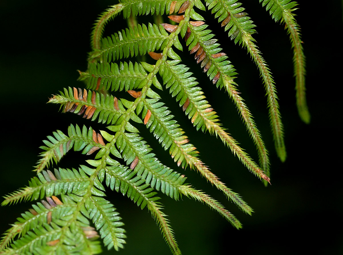 Selaginella myosurus Selaginella myosurus