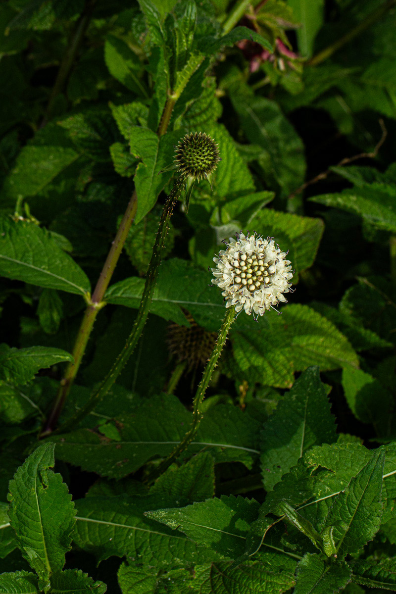 Dipsacus pinnatifidus Dipsacus pinnatifidus