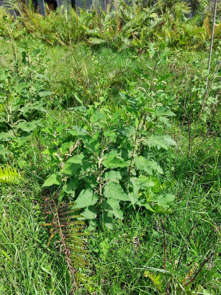 Urtica massaica Urtica massaica