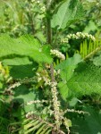 Urtica massaica