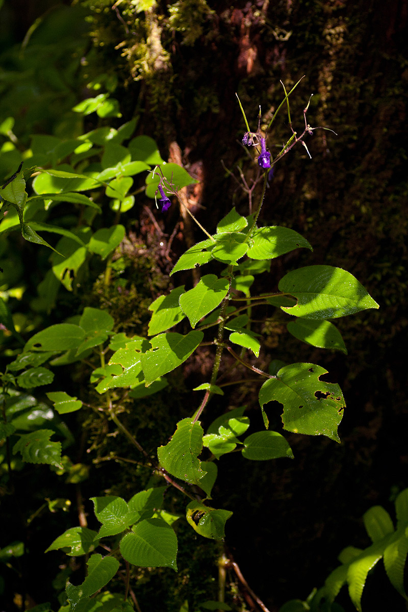 Streptocarpus glandulosissimus Streptocarpus glandulosissimus