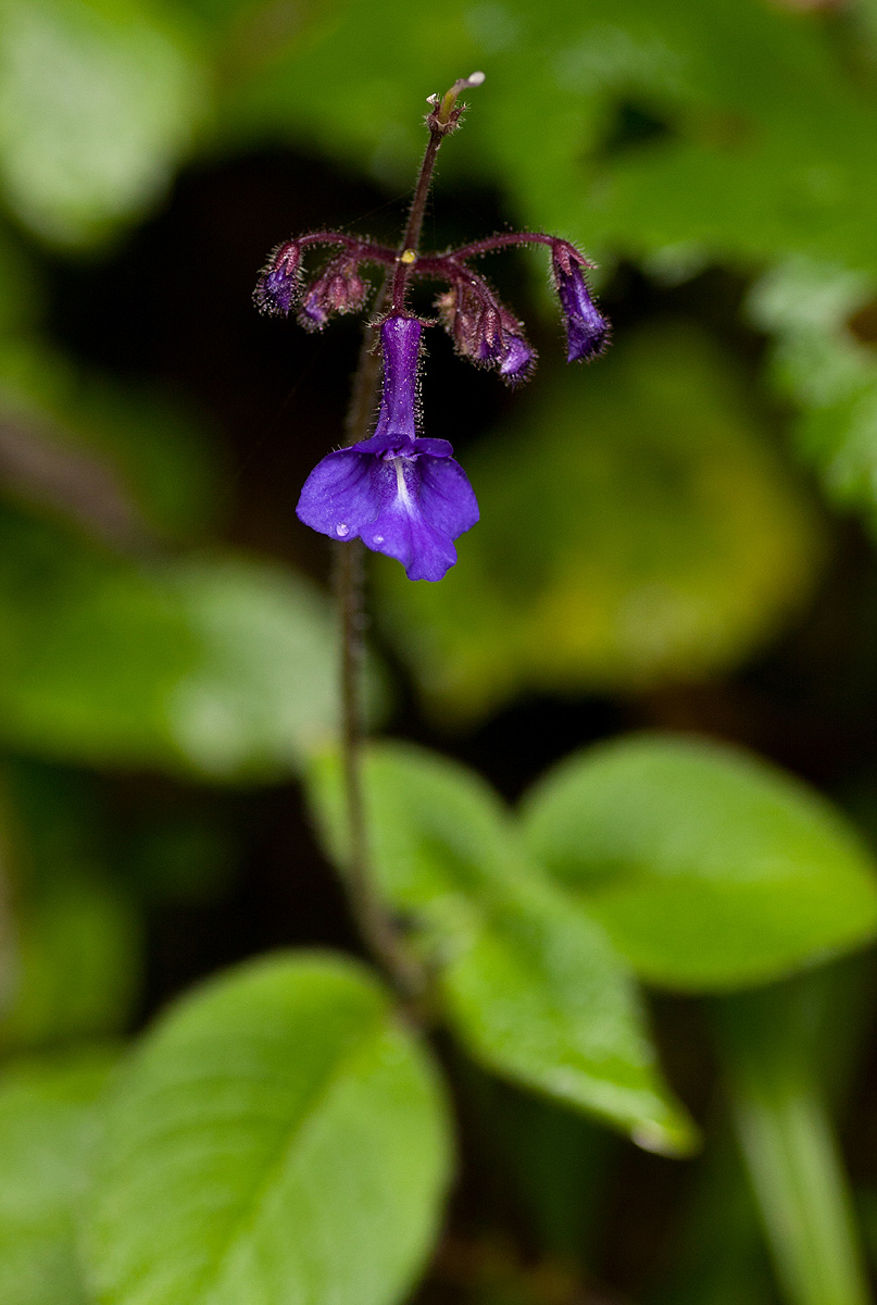 Streptocarpus glandulosissimus Streptocarpus glandulosissimus