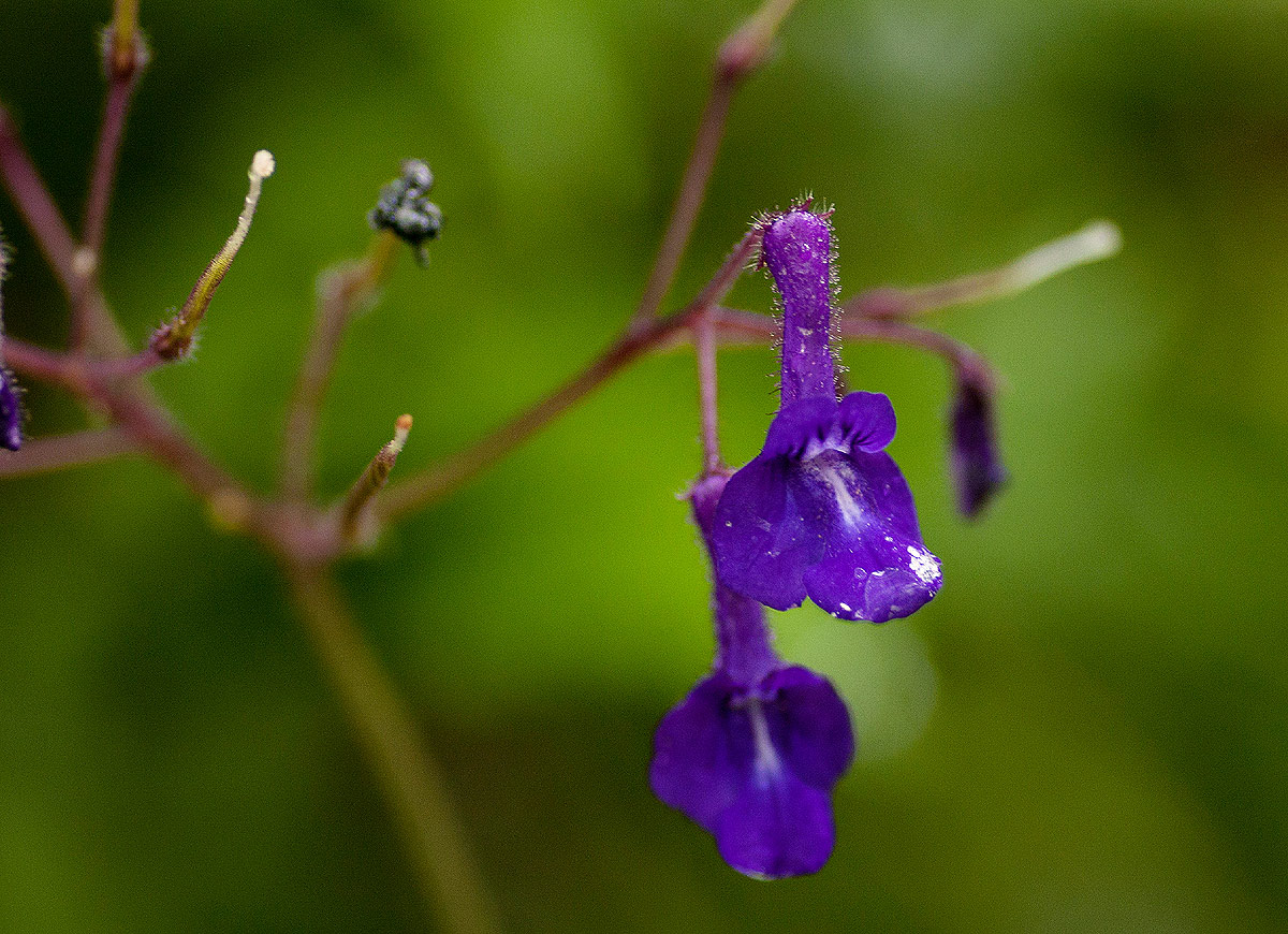 Streptocarpus glandulosissimus Streptocarpus glandulosissimus