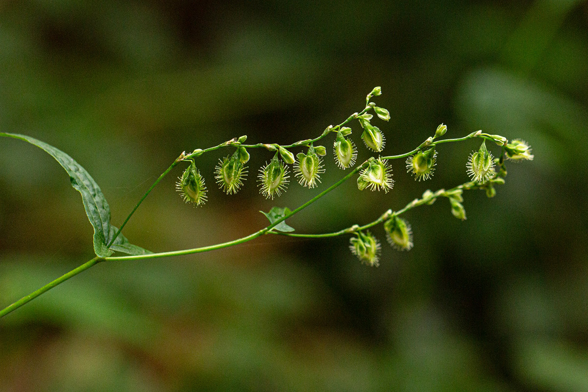 Fagopyrum snowdenii Fagopyrum snowdenii