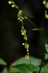 Fagopyrum snowdenii