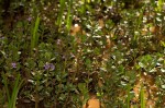Lythrum rotundifolium